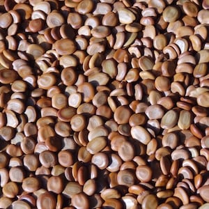 25 grams of seeds of oriental ebony or Siris (Albizia lebbeck) or about 160 seeds