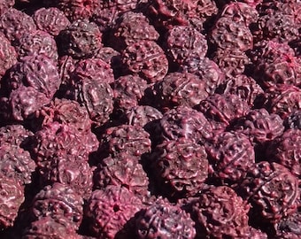 50 gr de Rudraksha 5 Mukhi (Elaeocarpus ganitrus) teintées fuchsia, 17mm de diamètre soit environ 22 graines non graissées, non nettoyées