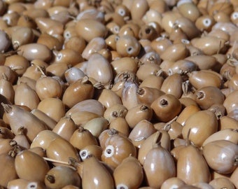 25 grams of straw-colored drop-shaped Job&#39;s tears (Coix lacryma jobi) or approximately 180 pierced seeds