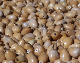 25 grams of straw-colored drop-shaped Job's tears (Coix lacryma jobi) or approximately 180 pierced seeds