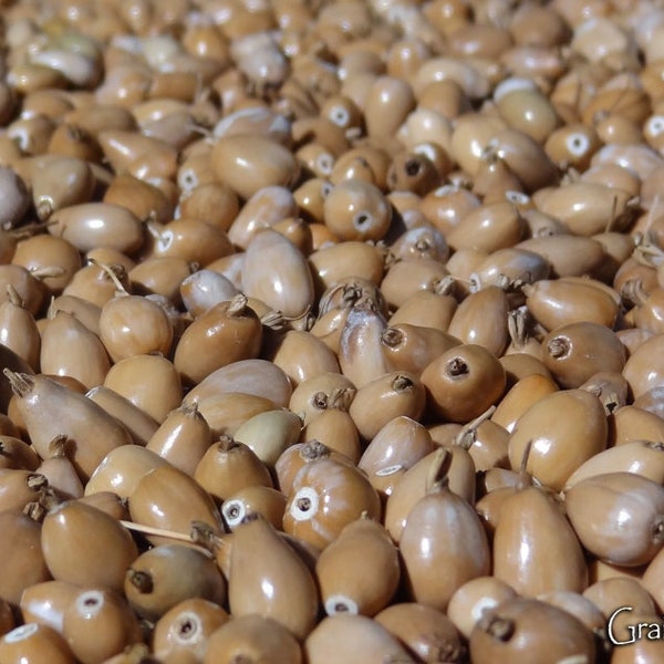 25 grams of straw-colored drop-shaped Job's tears (Coix lacryma jobi) or approximately 180 pierced seeds