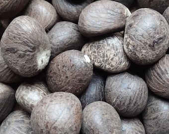 50 g vegetabiliskt elfenben (Phytelephas sp.), cirka 40 mm långt och 30 mm tjockt, motsvarande 2 små, råa Tagua-frön