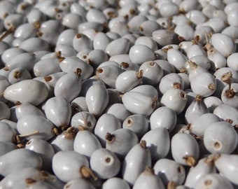 25 gramos de lágrimas de Job blancas (Coix lacryma jobi) de tamaño mediano, es decir, aproximadamente 200 semillas de 8 mm recolectadas en Tailandia