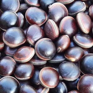 50 grammes d'œil de bœuf (Macropsychanthus comosus) soit environ 12 graines lustées, non percées, récoltées aux Philippines