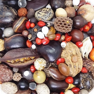 mix tropical seeds, 300 grams of remarkable undrilled seeds for jewellerie