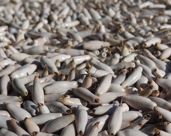 25 grams of white and long Job&#39;s Tears (Coix stenocarpa) or about 280 seeds