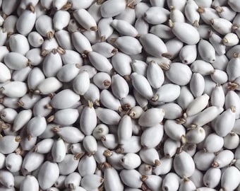 10 grams of small Job&#39;s Tears (Coix lacryma jobi) or about 200 seeds, 8mm long, harvested in Thailande