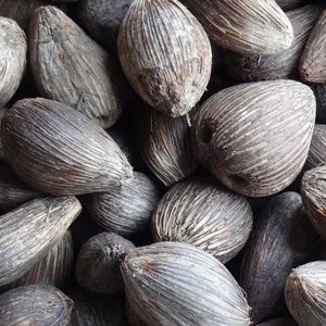 Könnte beinhalten: Ein Nahaufnahmebild eines Stapels brauner, getrockneter Palmenfrüchte. Die Früchte sind oval geformt und haben eine strukturierte Oberfläche.