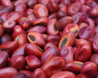 25 grams of indian coral tree seeds (Erythrina variegata) or about 30 seeds, irregular, not pierced