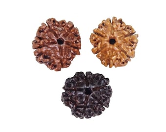 3 Rudraksha 3 colors (Elaeocarpus ganitrus), pierced, diameter about 17mm