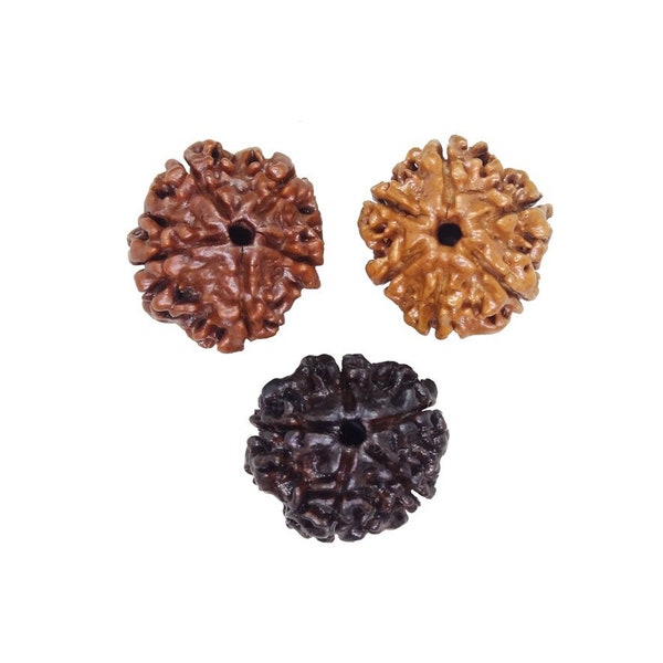 3 Rudraksha 3 couleurs 5 Mukhi, diamètre 16mm, origine Népal