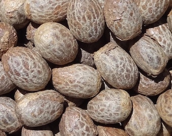 50 gram julpalmfrön (Adonidia merrillii), cirka 26 råa, opurtagna frön, med ursprung i Antillerna