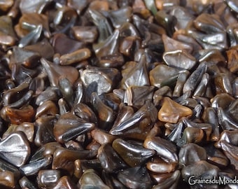 25 grammes de graines de Dartrier (Senna alata) soit environ 650 graines, non percées