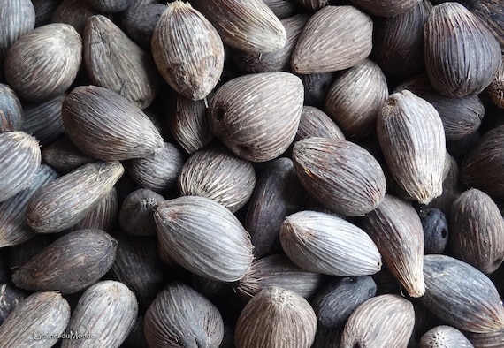 50 grams of Oil Palm seeds (Elaeis guineensis) or 6 raw seeds to polish or turn. Harvested in the West Indies.