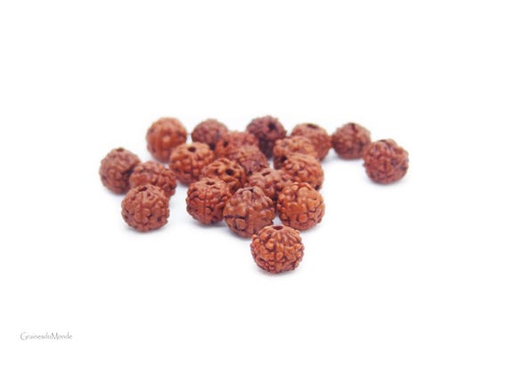 18  Rudraksha (Elaeocarpus ganitrus)Very small, about 4/5mm in diameter, drilled in 1mm