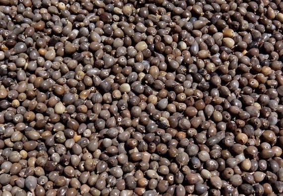 25 grams of small gray Job's Tears, 6mm long or about 280 seeds