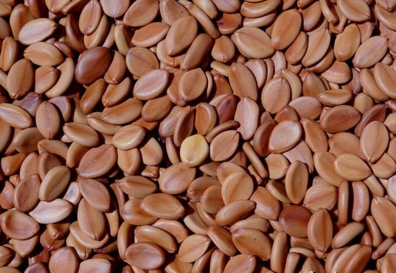 25 grams of cassia (Cassia grandis) or about 50 seeds, not pierced
