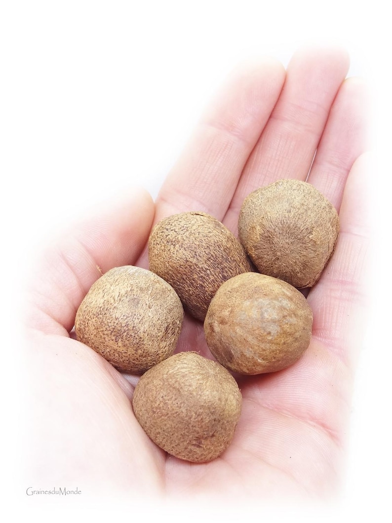 50 gram doumpalmsfrön (Hyphaene coriacea), dvs. 4 råa och torkade frön att skiva, snida eller polera. bild 5