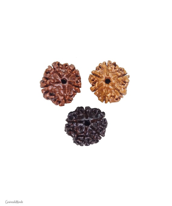 3 Rudraksha 3 colors (Elaeocarpus ganitrus), pierced, diameter about 17mm