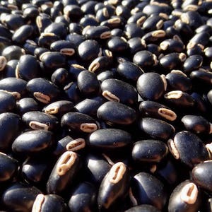 25 grams de pois du Bengale (Mucuna pruriens var. utilis) about 35 seeds not pierced