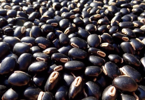 25 grams de pois du Bengale (Mucuna pruriens var. utilis) about 35 seeds not pierced