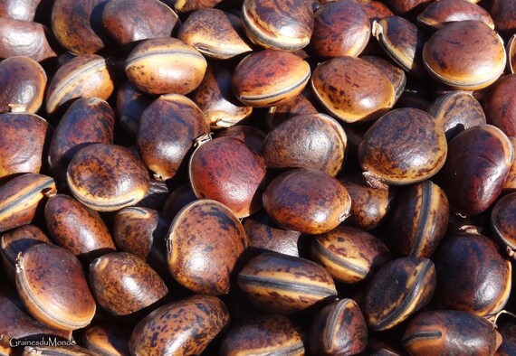 50 grams of bull's-eye (Macropsychanthus comosus), approximately 8 seeds, unpierced, glossy, harvested in French Guiana