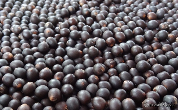 25 grams of Canna lily seeds (Canna indica) 8/9mm in diameter or about 85 seeds, not  pierced.