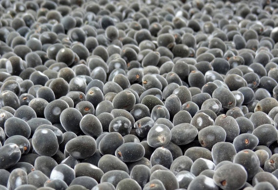 25 grams of mgambo tree seeds (Majidea zanguebarica) or about 70 seeds not pierced