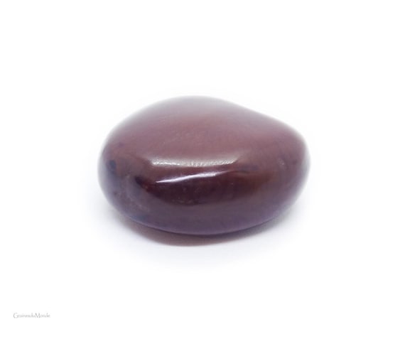 Entada seed (Entada rheedei) finely polished, regular, undrilled, harvested in Thailand