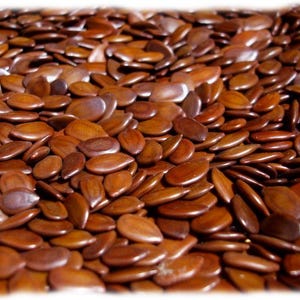 May include: A close-up image of a large pile of brown seeds. The seeds are smooth and oval-shaped.
