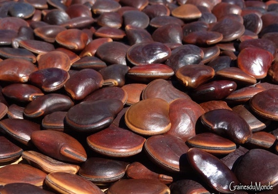 50 grams of bull's eye (Dioclea reflexa) or about 10 seeds, not pierced