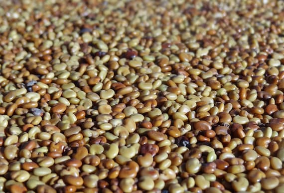 25 grams of Crotalaria seeds or about 1400 seeds, not pierced, not viable