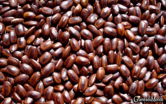 25 grams of seeds of Rain Tree (Albizia saman) or about 138 seeds not pierced