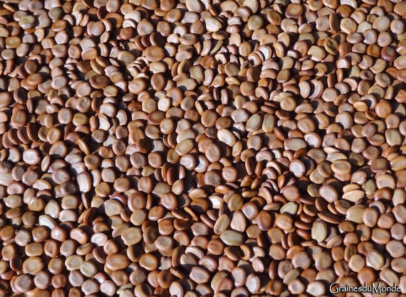 25 grams of seeds of oriental ebony or Siris (Albizia lebbeck) or about 160 seeds
