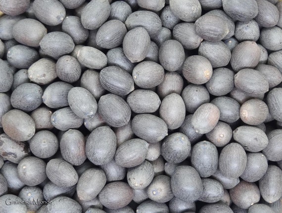 25 grams of Sacred Lotus seeds (Nelumbo nucifera) or about 25 raw seeds, undrilled, viable, harvested in India