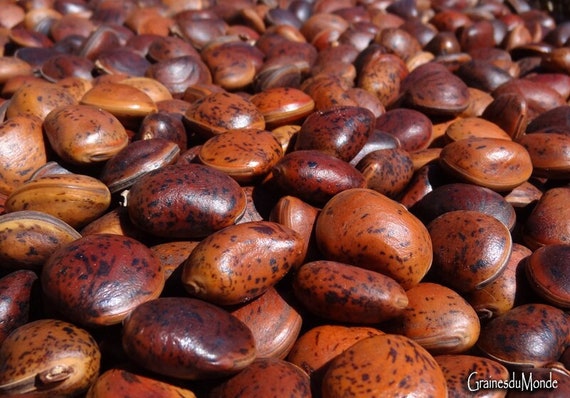50 grams of sea purse (Macropsychanthus wilsonii) or about 12 seeds, not pierced