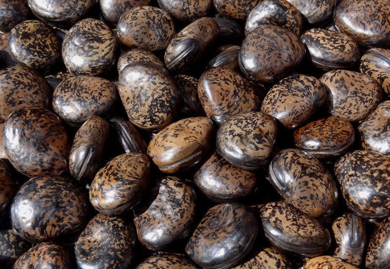 50 grams of bull's eye Mucuna gigantea or about 10 seeds, glossy, not pierced image 1