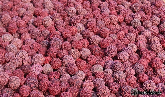 50 grams of Rudraksha (Elaeocarpus ganitrus) 17mm in diameter, pink color,  about 22 seeds ungreased, pireced, uncleaned