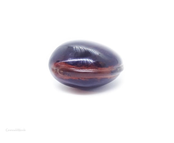 Sea purse (Macropsychantus megacarpus) finely polished, undrilled, for jewelry, collection, gift