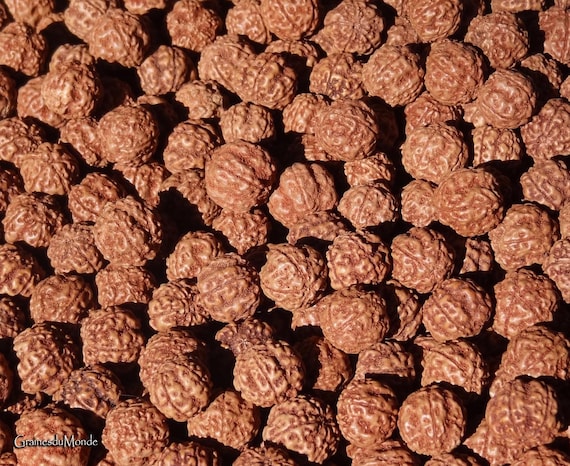 25 grams of Rudraksha (Elaeocarpus ganitrus) 16 mm in diameter, 5 Mukhi, approximately 12 raw, undyed and unpierced seeds