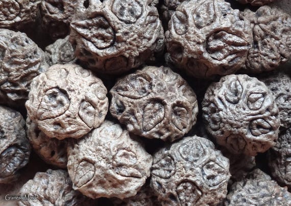50 grams of large Paldao (Dracontomelon dao), about 4 seeds, harvested in Thailand