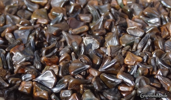 25 grams of Candletree seeds (Senna alata) or about 650 seeds, not pierced