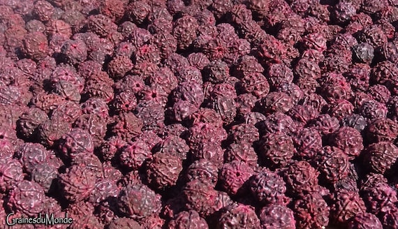 50gr of Rudraksha 5 Mukhi (Elaeocarpus ganitrus) tinted fuchsia, 17mm in diameter,  22 ungreased, uncleaned seeds