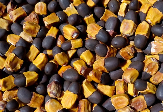50 grams of Beng seeds (Afzelia xylocarpa) or about 5 seeds, collected in Thailand, not pierced