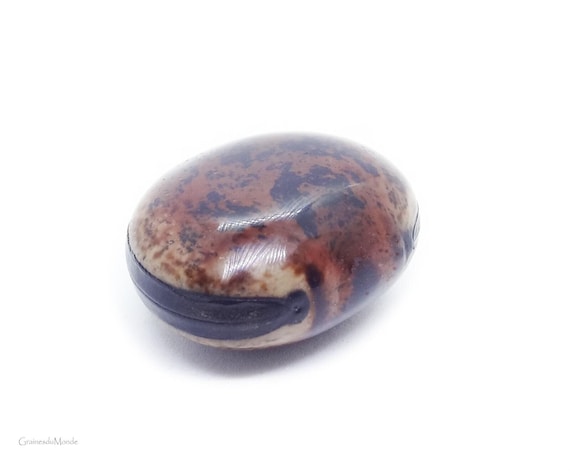 Finely polished horse-eye bean (Mucuna urens), not pierced, for jewelry, collection or gift