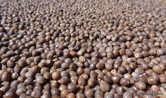 25 grams of small gray Job's Tears, 6mm long or about 280 seeds