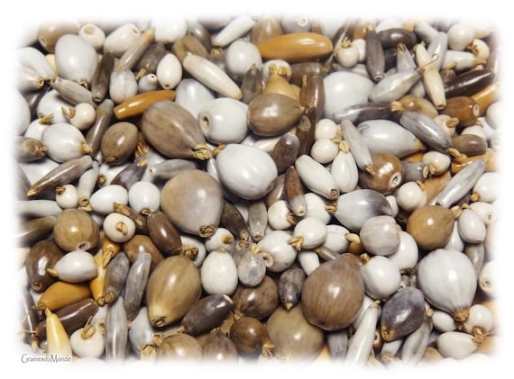 25 grams of various Job's tears (Coix sp.) or approximately 300 seeds, variable sizes, shapes and colors, not all are viable