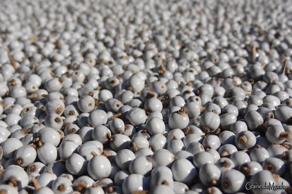 25gr of white Job's Tears (Coix puellarum) small sizes, 5/6 mm in lenght about 240 seeds
