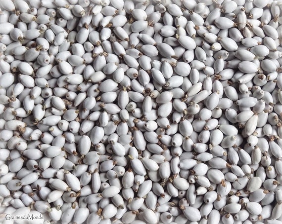 10 grams of small Job's Tears (Coix lacryma jobi) or about 200 seeds, 8mm long, harvested in Thailande