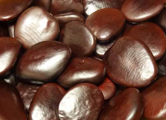 50 grams of Intsia bijuga seeds, about 11 seeds, brushed, glossy, not pierced.